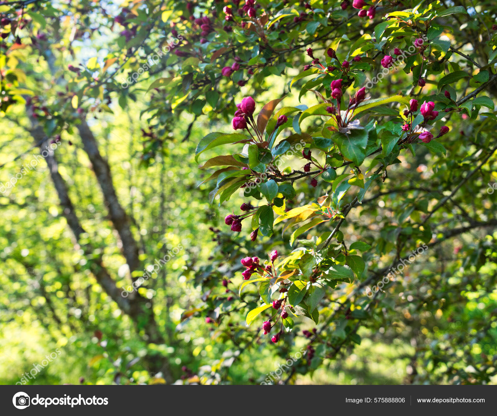 아름다운 붉은게 사과나무가 사이로 비추며 피어나는 — 스톡 사진 © mcornelius #575888806, image size:1600x1338