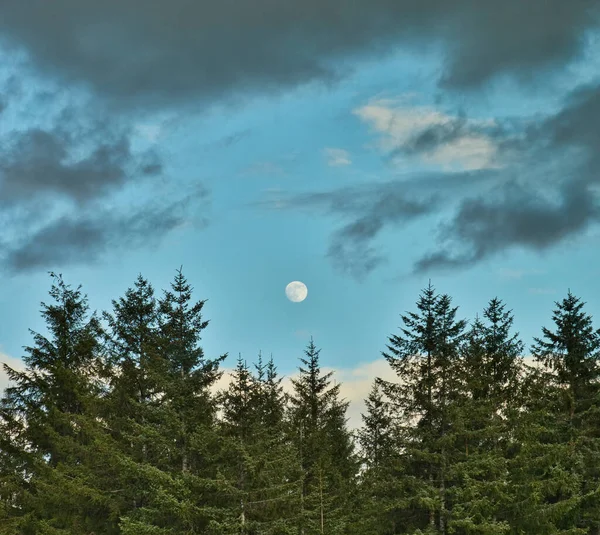 Güneydoğu Alaska Akşam Vakti Ladin Ağaçlarının Üzerinde Dolunay Var — Stok fotoğraf