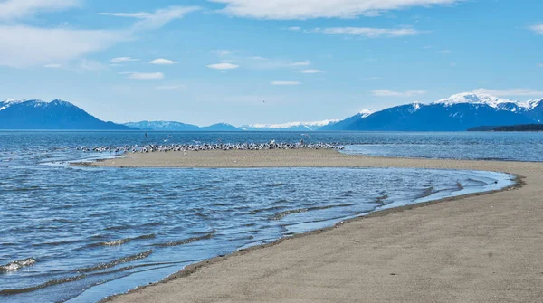 Shorebird Schwarm Auf Einer Sandbank Südosten Alaskas Einem Sonnigen Frühlingstag — Stockfoto