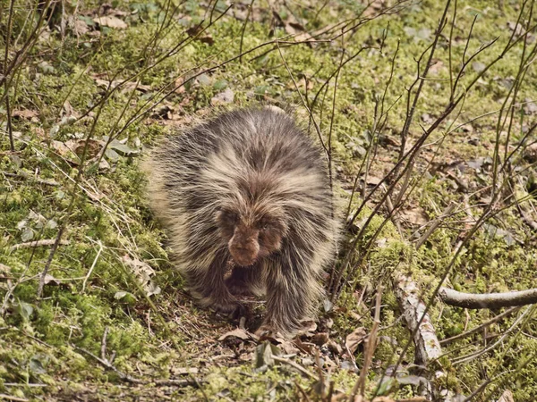 Porcupine in a forest in Southeast Alaska.