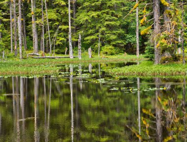 Yazın Glacier Körfezi Ulusal Parkı 'nda siyah su birikintisi..