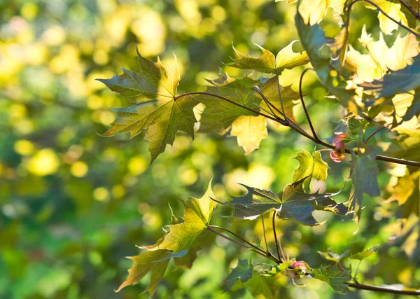 Folhas Bordo Luz Solar Dappled Primavera — Fotografia de Stock