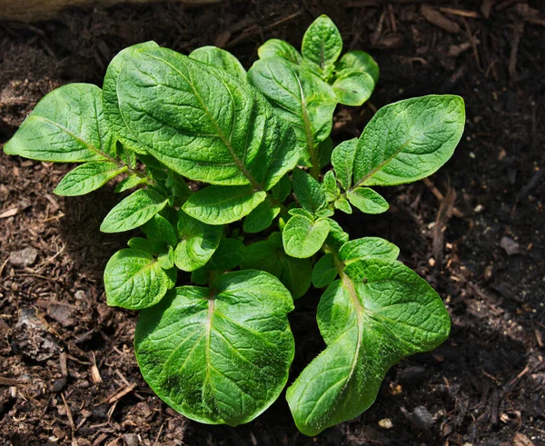 Planta Saludable Papa Joven Creciendo Compost Huerto Primavera — Foto de Stock