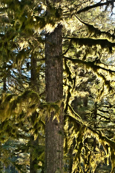 Güneydoğu Alaska Daki Eski Bir Yağmur Ormanında Büyük Ağaçlarda Yosun — Stok fotoğraf