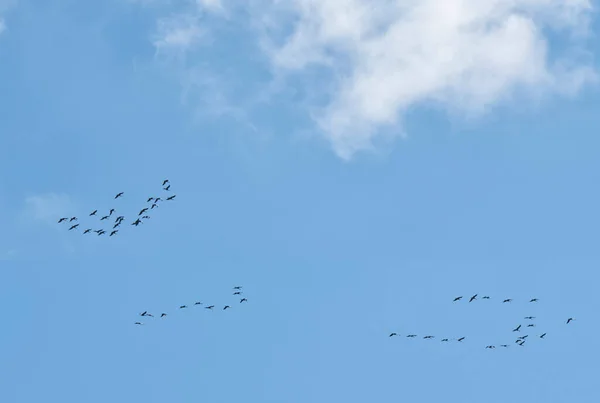 Hejna Písečných Jeřábů Migrujících Aljašky Modré Obloze Mraky — Stock fotografie