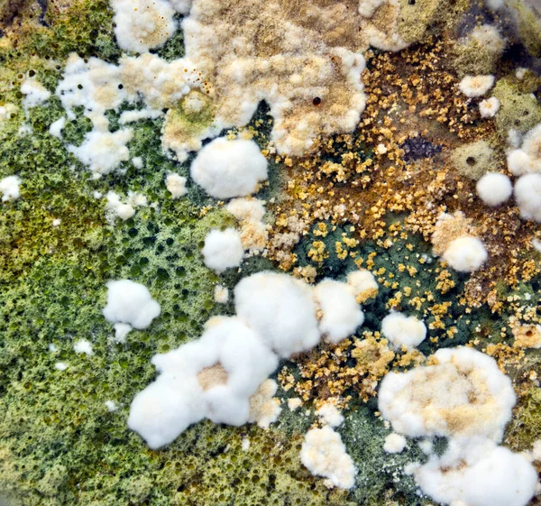 Colorful Mold Growing Petri Dish Close — Stock Photo, Image