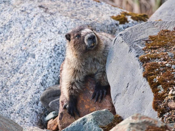 Hoary Marmot Dużymi Skałami Południowo Wschodniej Alasce — Zdjęcie stockowe