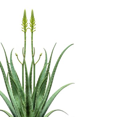 çiçek açan aloe vera yansıtma