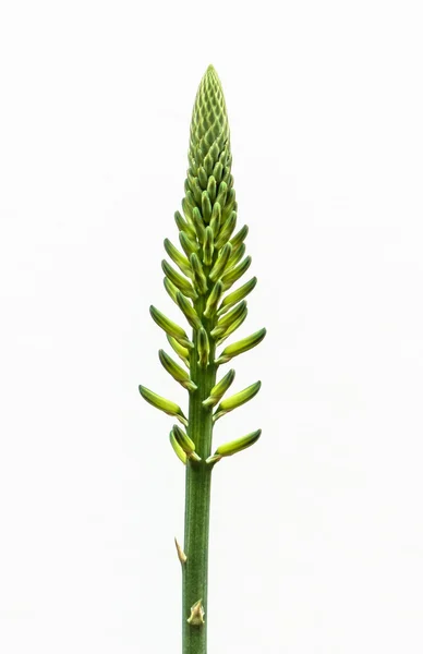 Розквіт послугами крупним планом рослина Алое Вера — стокове фото