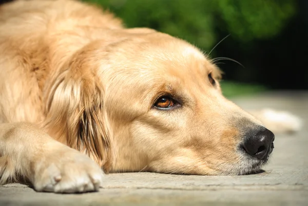 床に寝そべってるゴールデンレトリバー犬 — ストック写真