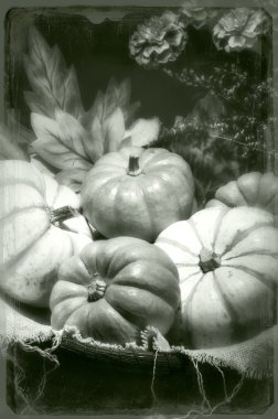 Pumpkins still life vintage tintype clipart
