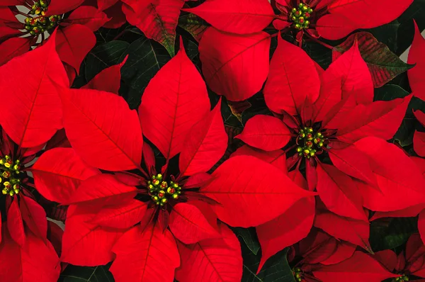 Flor de Poinsettia — Foto de Stock