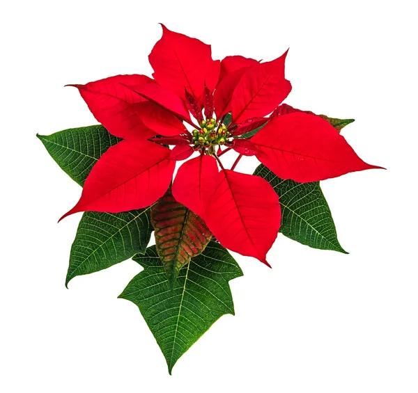 Poinsettia λουλούδι — Φωτογραφία Αρχείου