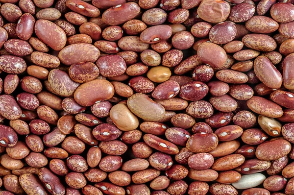 콩, 붉은 지적, 핀 토 콩 — 스톡 사진