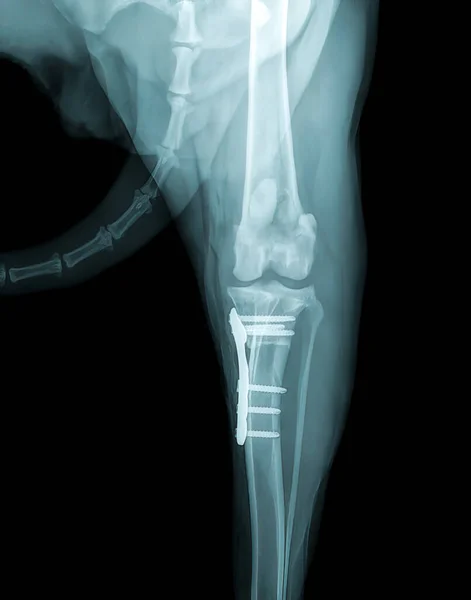 X-ray of fractured bone fixation in a dog\'s paw