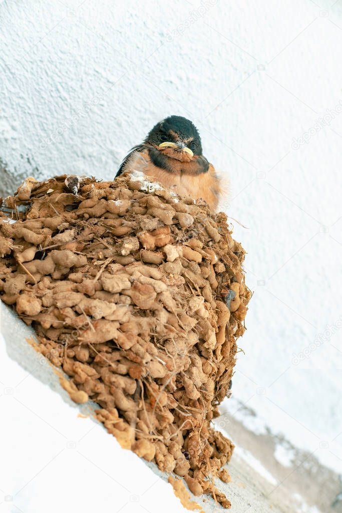 Grumpy baby Swallow in her nest waiting for food