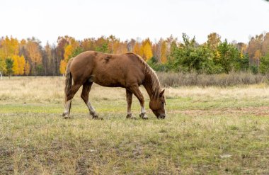 Bir sonbahar ormanının arka planında tarlada kırmızı bir at