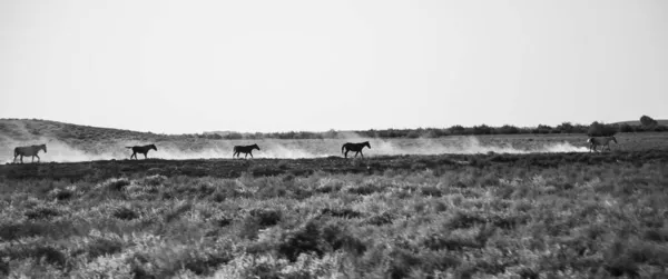Foto Preto Branco Cavalos Estepe — Fotografia de Stock