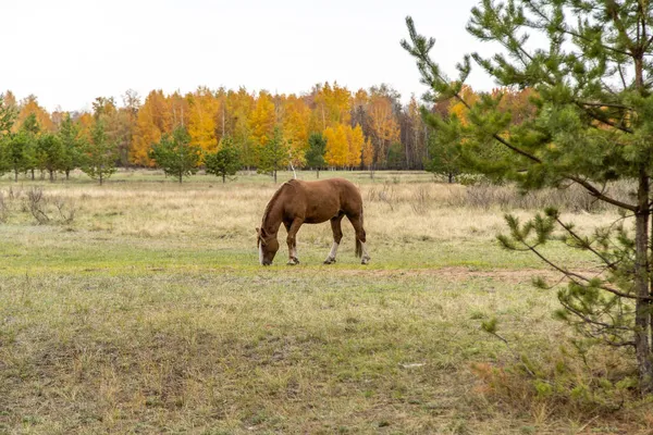 秋天森林背景下田野里的一匹红马 — 图库照片