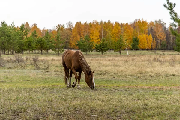 Cavalo Vermelho Campo Contra Fundo Uma Floresta Outono — Fotografia de Stock