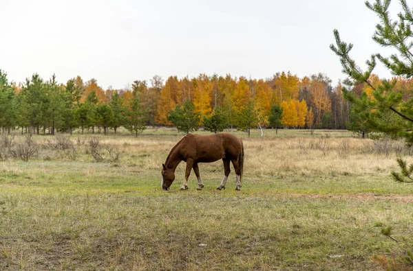 Cavalo Vermelho Campo Contra Fundo Uma Floresta Outono — Fotografia de Stock