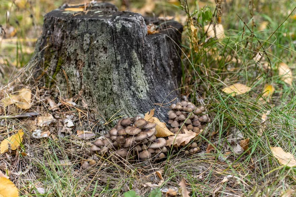 Honey Mushrooms Grow Base Stump Colony Conditionally Edible Mushrooms — Stock Photo, Image