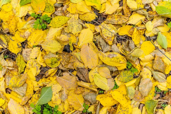 Ein Teppich Aus Gelben Herbstblättern Herbstlaub Auf Dem Boden — Stockfoto