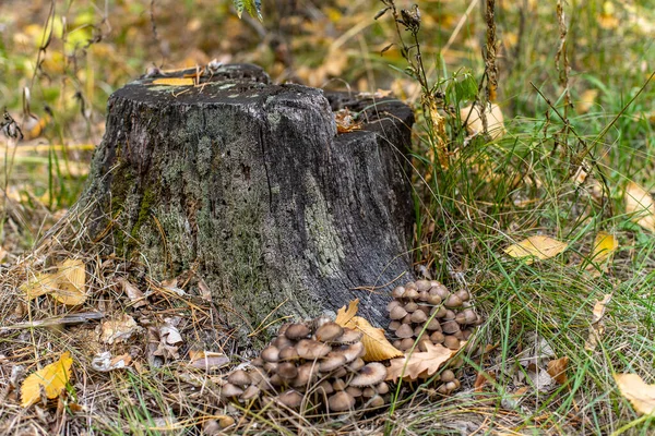 蜂蜜蘑菇生长在树桩底部 有条件食用菌菌落 — 图库照片