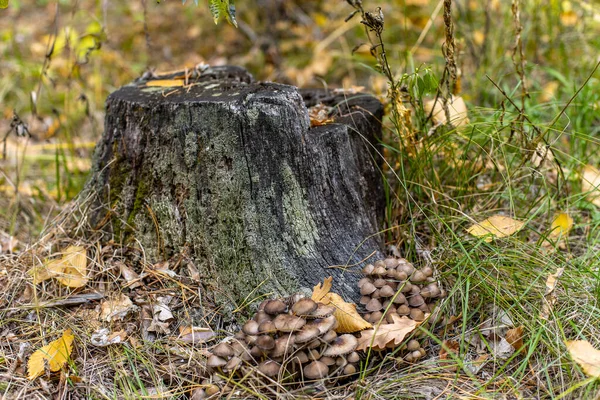 버섯은 그루터기 밑부분에서 자랍니다 조건적으로 수있는 버섯들의 — 스톡 사진