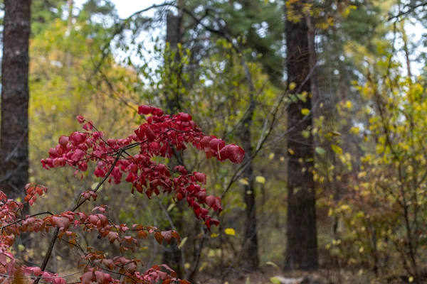 森の中に紅葉した秋の木 — ストック写真
