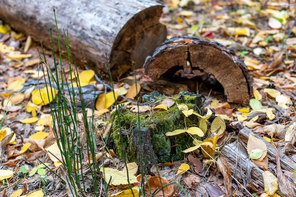 树皮上的五彩斑斓的苔藓 — 图库照片