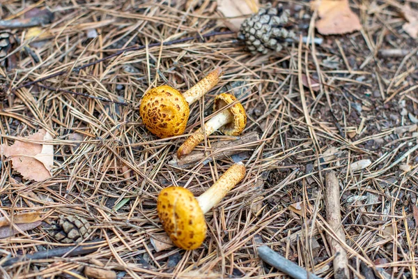 Autumn Poisonous Inedible Mushrooms Coniferous Forest — Stock Photo, Image