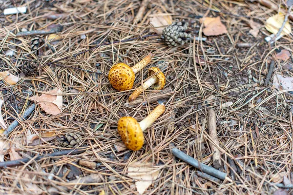 Autunno Velenoso Funghi Non Commestibili Nella Foresta Conifere — Foto Stock
