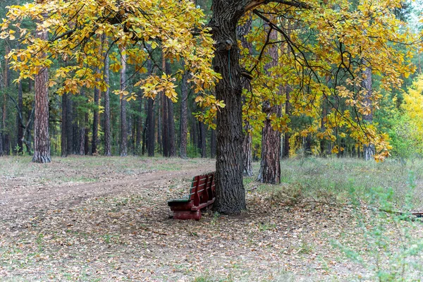 Banc Solitaire Dans Une Forêt Pins Automne — Photo