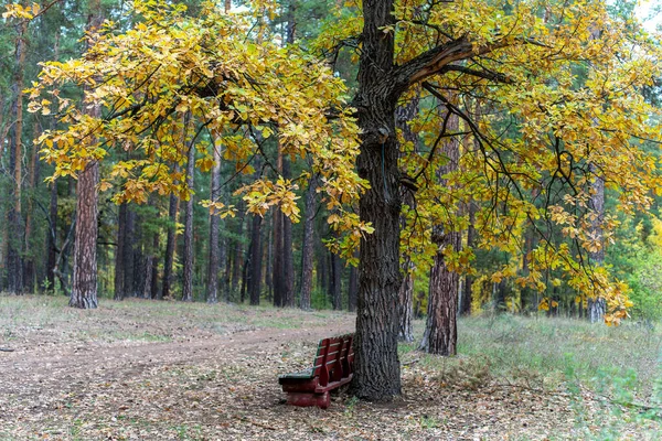 一个孤独的长椅在松树的秋天的森林里 — 图库照片