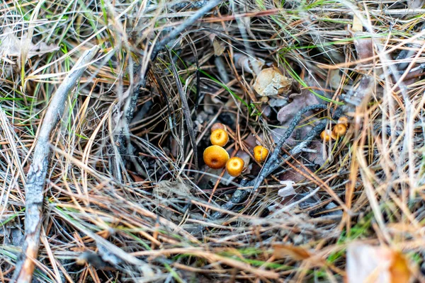 Autumn Poisonous Inedible Mushrooms Coniferous Forest — Stock Photo, Image