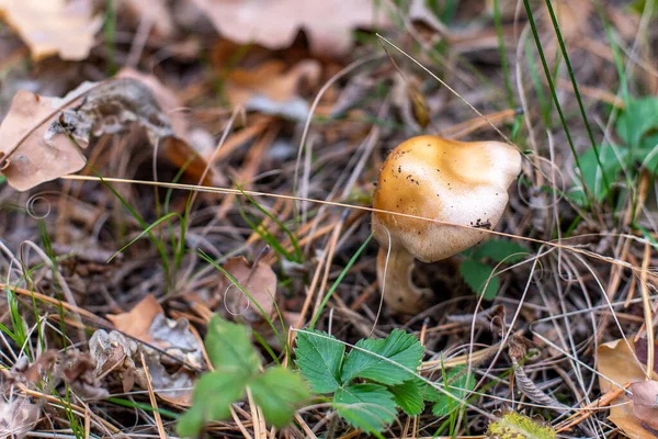 秋天有毒 不可食用的蘑菇在针叶林里 — 图库照片