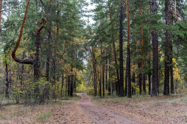 混交林中的一条路 秋天森林中的针叶树和落叶树 — 图库照片