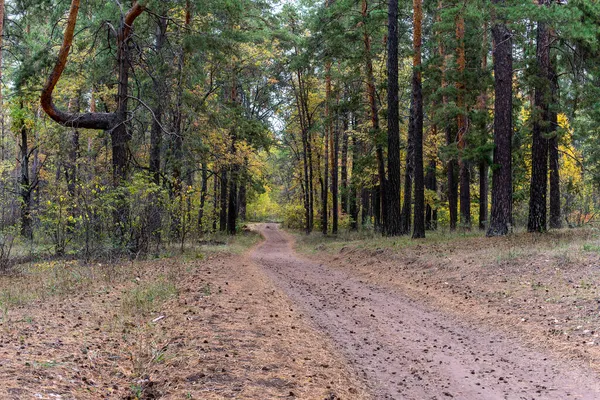混交林中的一条路 秋天森林中的针叶树和落叶树 — 图库照片