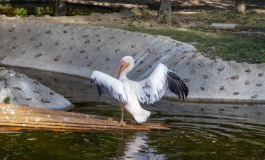 Krakow Hayvanat Bahçesi 'nde kanat çırpan bir Pembe Pelikan resmi..