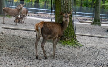 Krakow Hayvanat Bahçesi 'nde bir Barasingha resmi..