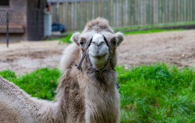 Krakow Hayvanat Bahçesi 'nde bir Bactrian Camel resmi..