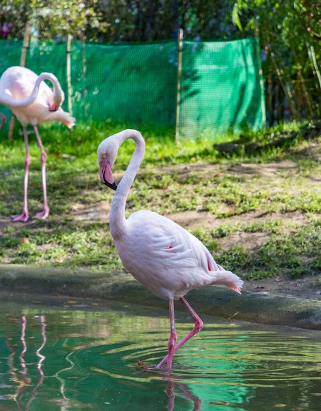 克拉科夫动物园一只粉红火烈鸟的照片 — 图库照片