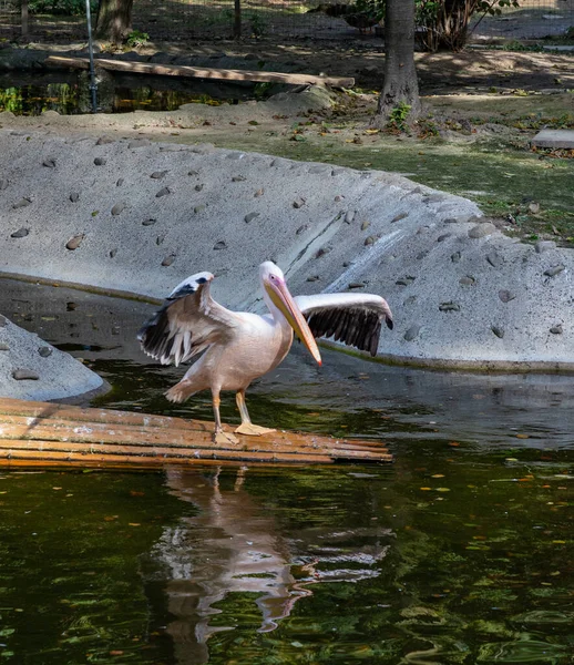 Una Foto Pelícano Rosa Extendiendo Sus Alas Zoológico Cracovia — Foto de Stock