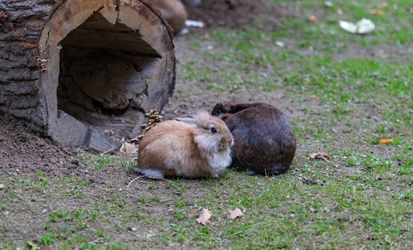 クラクフ動物園のライオン頭のウサギの写真 — ストック写真