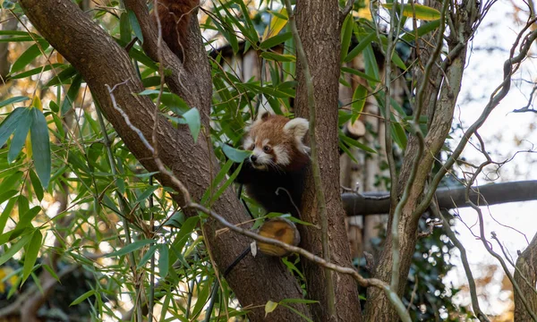 Obraz Czerwonej Pandy Ostrawie Zoo — Zdjęcie stockowe