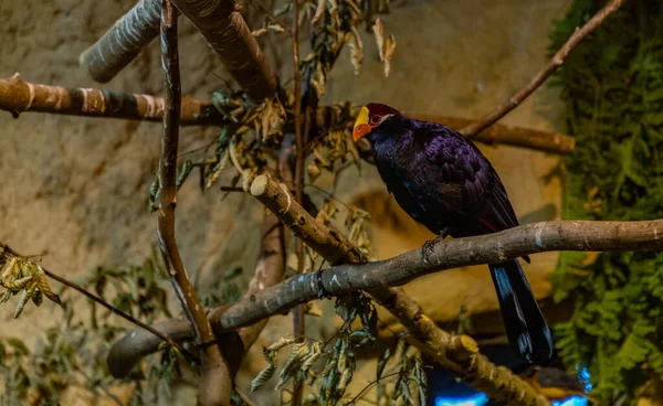 Bild Violett Turaco Ostrava Zoo — Stockfoto