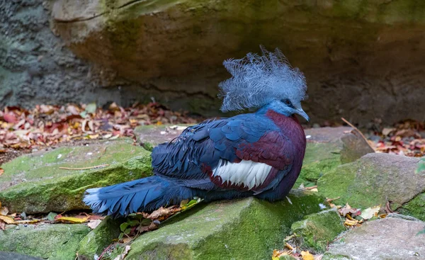 Bild Sclater Crowned Pigeon Ostrava Zoo — Stockfoto