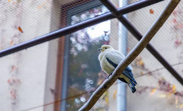 Bild Pied Imperial Pigeon Ostrava Zoo — Stockfoto