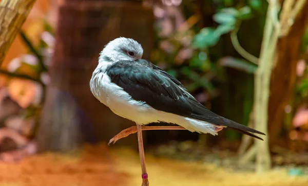 Uma Foto Uma Inclinação Asas Pretas Zoológico Ostrava — Fotografia de Stock